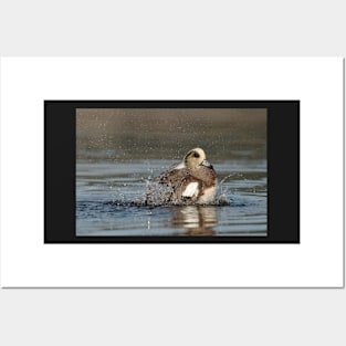 Splashing Wigeon Posters and Art